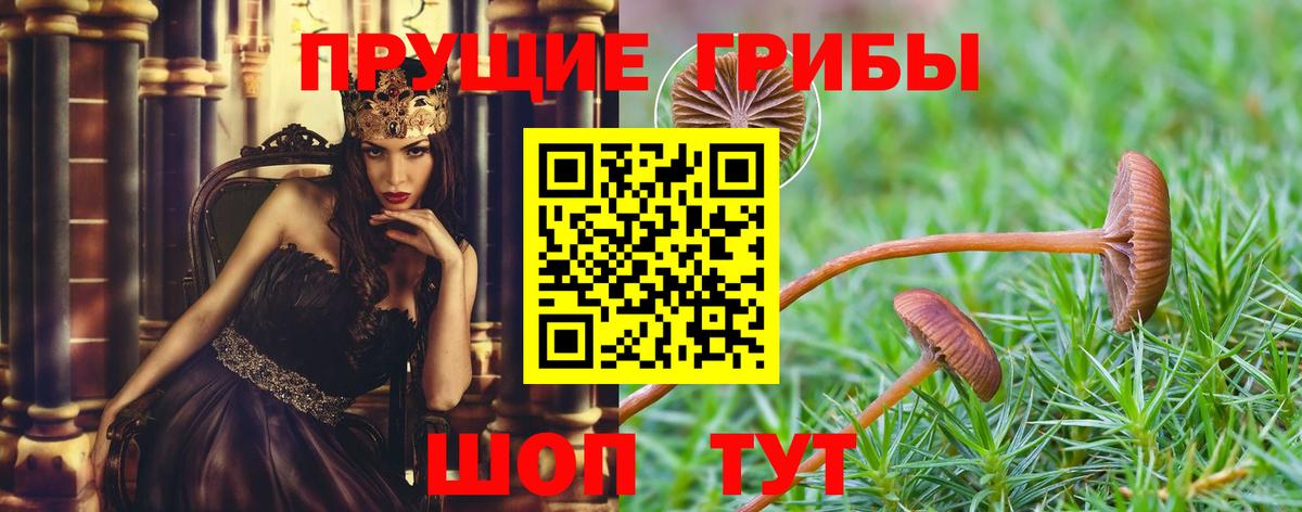 Псилоцибиновые грибы GOLDEN TEACHER Псков
